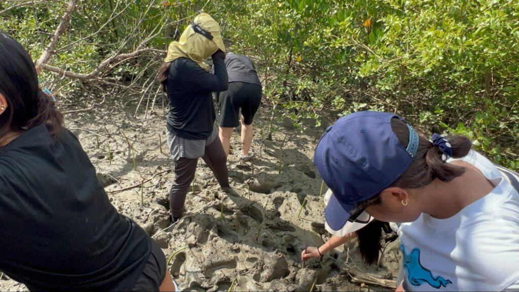 Mangrove_2